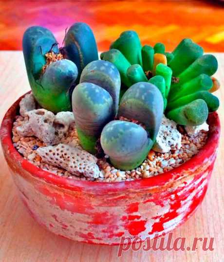 Литопс – растение, обладающее уникальными декоративными качествами