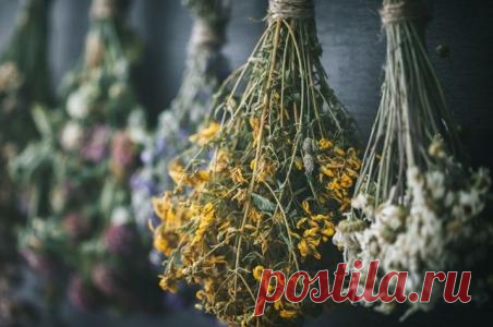 Вместо таблеток: эффективные жаропонижающие лекарственные растения