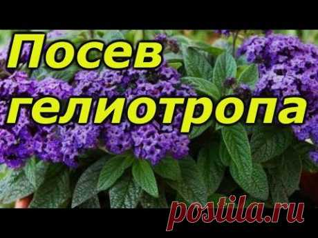 Цветок гелиотроп: выращивание из семян, фото, уход и посадка в открытый грунт, свойства