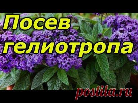 Цветок гелиотроп: выращивание из семян, фото, уход и посадка в открытый грунт, свойства