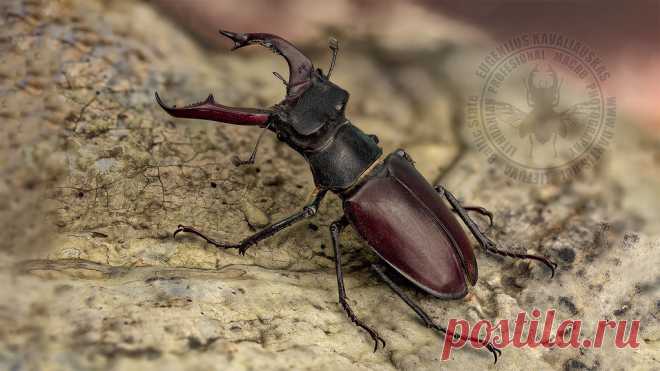 Lucanus cervus www.dantis.net/x3/  Paprastasis elniavabalis. Lucanus cervus, Жук-олень  Крупный жук из рода Lucanus в составе семейства рогачей. Является самым крупным жуком, обитающим на территории Европы: отдельные особи самцов номинативного подвида могут достигать длины до 86-91 мм при средней длине самцов 70-74 мм. Также является вторым по величине жуком, обитающим на территории России.      Семейство: Рогачи (Lucanidae)     Род: Жуки-олени     Интересный факт: Глаза у...