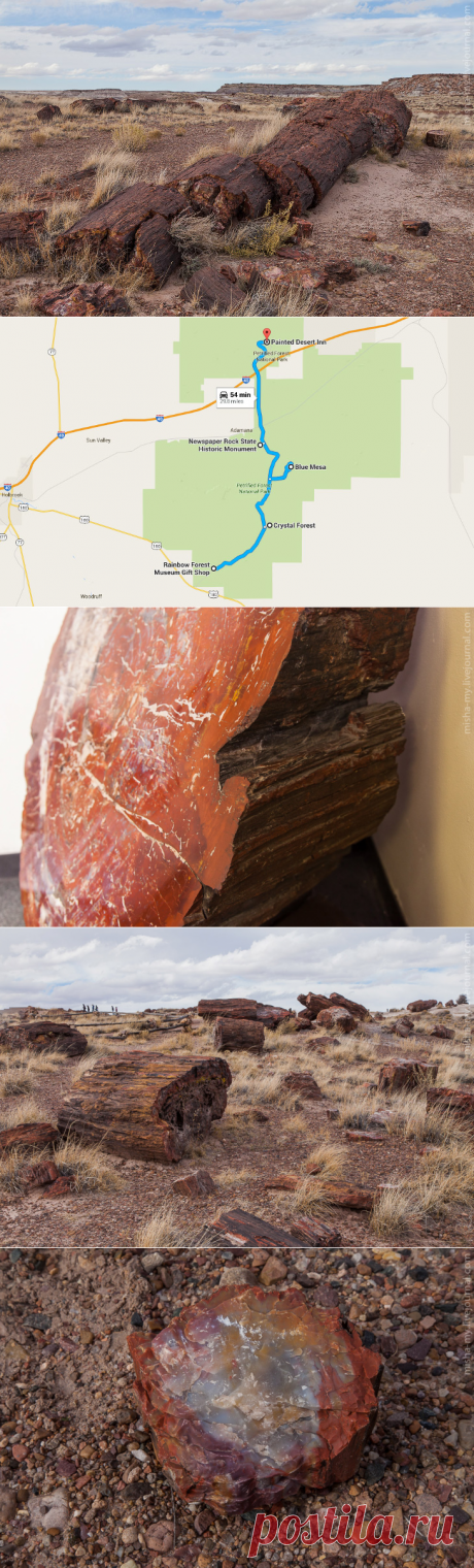 Фотопрогулка по «окаменевшему лесу»