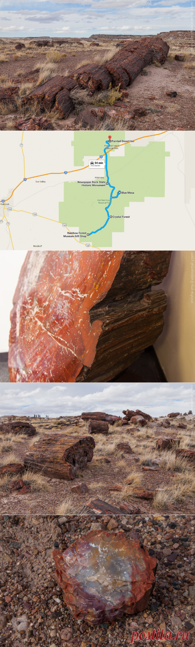 Фотопрогулка по &#171;окаменевшему лесу&#187;