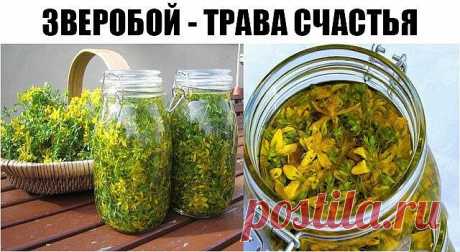 ЗВЕРОБОЙ - ТРАВА СЧАСТЬЯ 

Когда человек испытывает счастье и эйфорию, в его организме появляется высокая норма гормона, который имеет название серотонин . Его причисляют к так называемым гормонам счастья. 

Зверобой активно стимулирует выработку серотонина в человеке. 
Зверобой — идеальное средство для укрепления нервной системы, от хандры, депрессивного мышления и плохого настроения. Является природным антидепрессантом. 

В кризисных жизненных ситуациях полезно принимать...