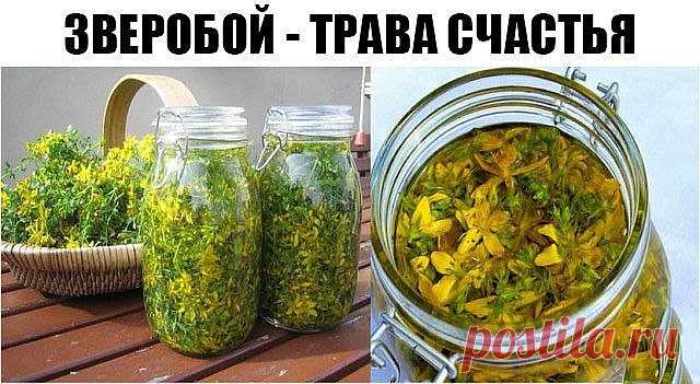 ЗВЕРОБОЙ - ТРАВА СЧАСТЬЯ 

Когда человек испытывает счастье и эйфорию, в его организме появляется высокая норма гормона, который имеет название серотонин . Его причисляют к так называемым гормонам счастья. 

Зверобой активно стимулирует выработку серотонина в человеке. 
Зверобой — идеальное средство для укрепления нервной системы, от хандры, депрессивного мышления и плохого настроения. Является природным антидепрессантом. 

В кризисных жизненных ситуациях полезно принимать...