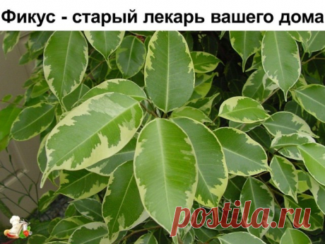 Фикус - старый лекарь вашего дома

Этому растению приписывают такие магические силы: плодовитость, защита, мудрость, медитация.

Фикус также поглощает отрицательные эмоции, помогает решать затянувшиеся жизненные проблемы, очищает атмосферу дома от тревог и переживаний, и в нем становится легче дышать, в этом его можно сравнить с пылесосом.

Существует поверье: «Если в семье нет детей, а супруги очень хотят их иметь, то надо обязательно завести фикус».

Фикус в доме — к сча...
