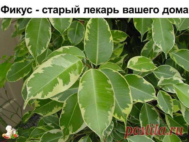 Фикус - старый лекарь вашего дома

Этому растению приписывают такие магические силы: плодовитость, защита, мудрость, медитация.

Фикус также поглощает отрицательные эмоции, помогает решать затянувшиеся жизненные проблемы, очищает атмосферу дома от тревог и переживаний, и в нем становится легче дышать, в этом его можно сравнить с пылесосом.

Существует поверье: «Если в семье нет детей, а супруги очень хотят их иметь, то надо обязательно завести фикус».

Фикус в доме — к сча...