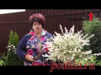 Ива Хакуро Нишики В этом видео расскажу Вам как просто сформировать крону необычайно красивой декоративной ивы Хакуро Нишики на штамбе. Очень легко и просто!