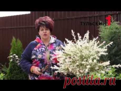 Ива Хакуро Нишики В этом видео расскажу Вам как просто сформировать крону необычайно красивой декоративной ивы Хакуро Нишики на штамбе. Очень легко и просто!