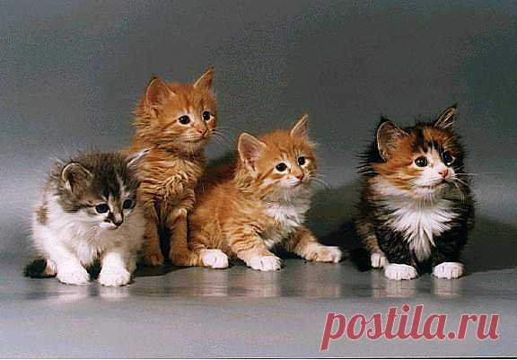 Особенности поведения кошек.