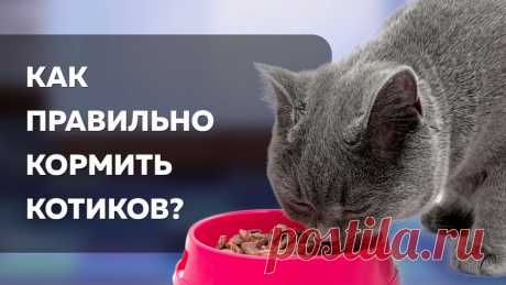 Чем нельзя кормить кошек и почему &amp;raquo; Женский Мир