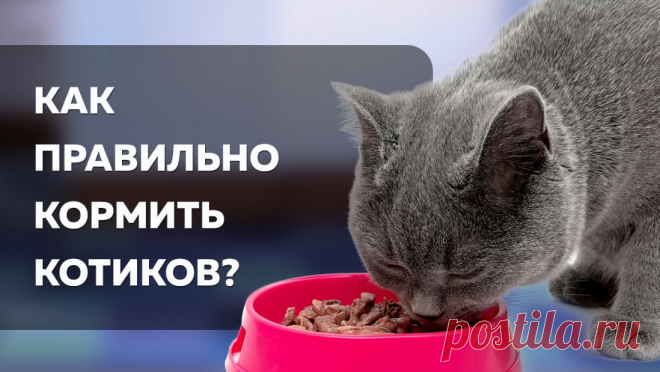 Чем нельзя кормить кошек и почему &raquo; Женский Мир