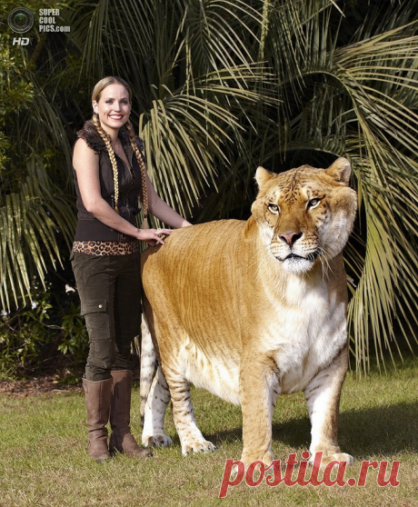 Кто такой ЛИГР ? | Чёрт побери Лигр — это гибрид льва и тигрицы, а тигон, или тигролев, наоборот — помесь тигра и львицы. Львы живут в африканской саванне, а тигры — в индийских джунглях и на Дальнем Востоке. В естественных условиях эти животные никогда не встречаются, но в зоопарках и цирках котят разных видов из-за нехватки места иногда помещают в одну клетку. Малыши вместе растут, играют, едят из одной миски, а потом они становятся взрослыми и у них рождаются дети. Пото...