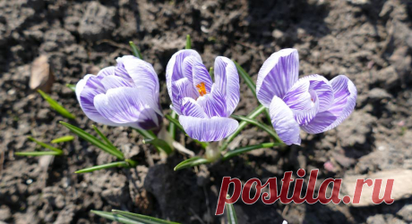 Уход за первоцветами летом: обрезка, полив, удобрение | Огородники 🌷🌷🌷Первоцветы, как и другие цветущие растения, нуждаются в летнем уходе. От него во многом зависит красота ваших клумб на следующий сезон, поэтому не забывайте уделять им, немного внимания в жаркие летние дни.🌷🌷🌷