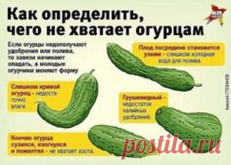 Сажаю огурцы по методу белорусской тётушки     Прошлой весной мы ездили к родственникам в Белоруссию и привезли оттуда способ посадки огурцов в грунт, которым пользуется моя тетя, Вера Кирилловна, уже не один десяток лет. Для посадки она готовит следующие компоненты: перегной, древесную золу, кипяток и собственно семена. Инструмент, применяемый в этой операции, всем известен — это лопата.     Копает небольшую грядку длиной 2 м и шириной 60–70 см. В ней делает лунки в шахматном...