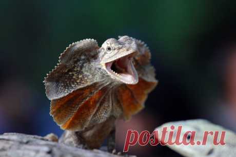 ФотоТелеграф » Лучшие фотографии живой природы