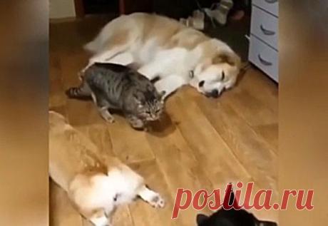 Кот крадётся среди спящих собак – позитивное видео