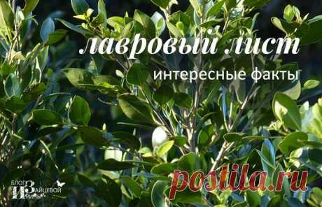 Лавровый лист. Полезные свойства. Лечение. Применение | Блог Ирины Зайцевой