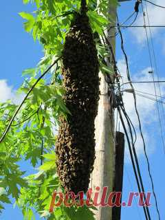 A & K's Honey Bees