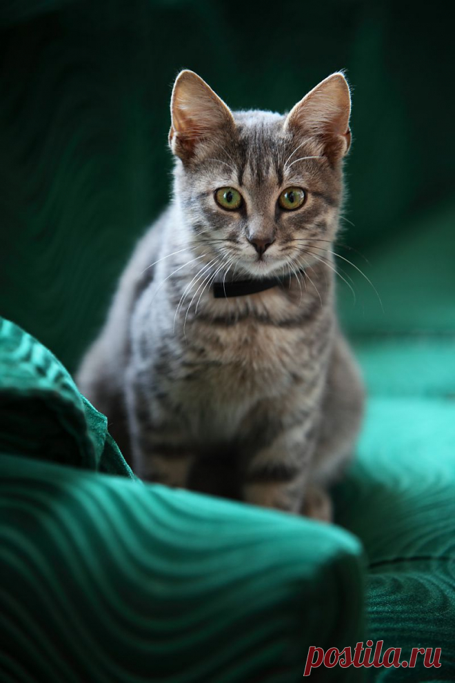 Mostly Cats. Mostly. - (via suant)