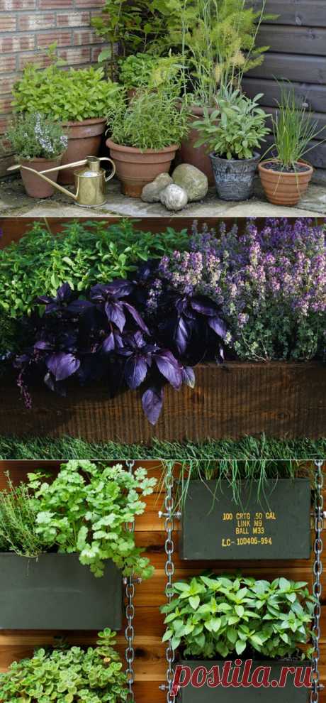 Садик пряных трав: ароматное украшение дачного участка | Наш уютный дом
