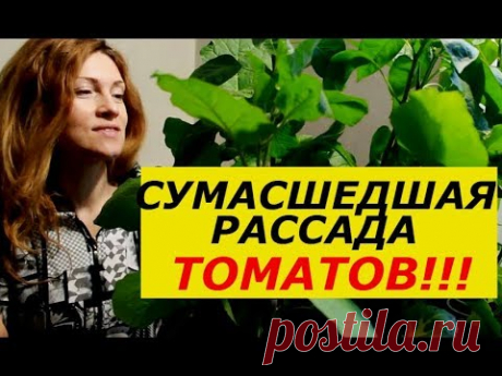 Рассада томатов на наполнителе с добавлением чайной заварки: плюсы и минусы