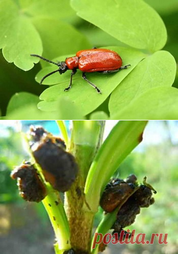 Борьба с лилейным жуком — вредителем цветника | Дача - впрок