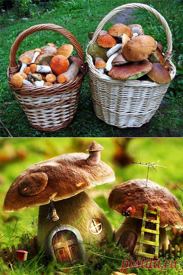 ГРИБНАЯ ЭНЦИКЛОПЕДИЯ. Определитель грибов. Как собирать грибы