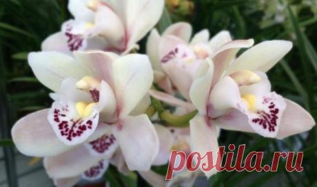 КАКАЯ ОРХИДЕЯ ВАМ ПОДХОДИТ | Журнал "JK" Джей Кей На первый взгляд кажется, что выращивание орхидей сложная, трудоёмкая работа. Но это всего лишь иллюзия. Нет ничего проще, чем выращивать орхидеи в домашних условиях. Существует множество видов орхидей. Так какой же выбрать именно вам? Что бы растение не погибло, а радовало вас великолепием своих цветов. Давайте разбираться вместе какая орхидея вам подходит. Итак, для начала