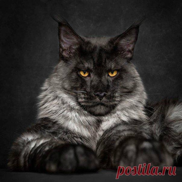 Мейн-кун, правда он прекрасен? 😍