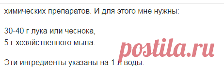 Лук и чеснок – и тля сбежит со всех ног!
