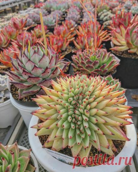 7 рабочих советов улучшить рост ваших суккулентов | Кактусач | Яндекс Дзен