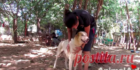 Раненная собака лежала посреди оживленного шоссе и смирно ждала спасения