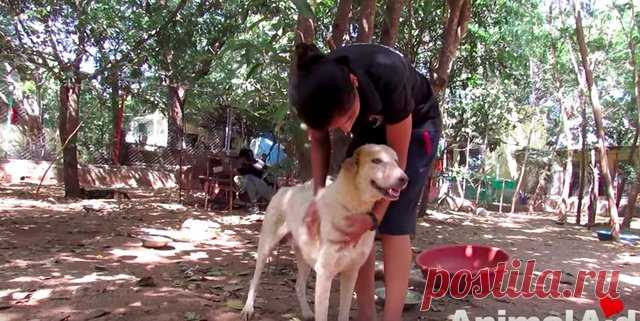 Раненная собака лежала посреди оживленного шоссе и смирно ждала спасения