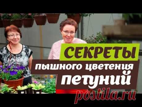 КАК ДОБИТЬСЯ ПЫШНОГО ЦВЕТЕНИЯ ПЕТУНИЙ?