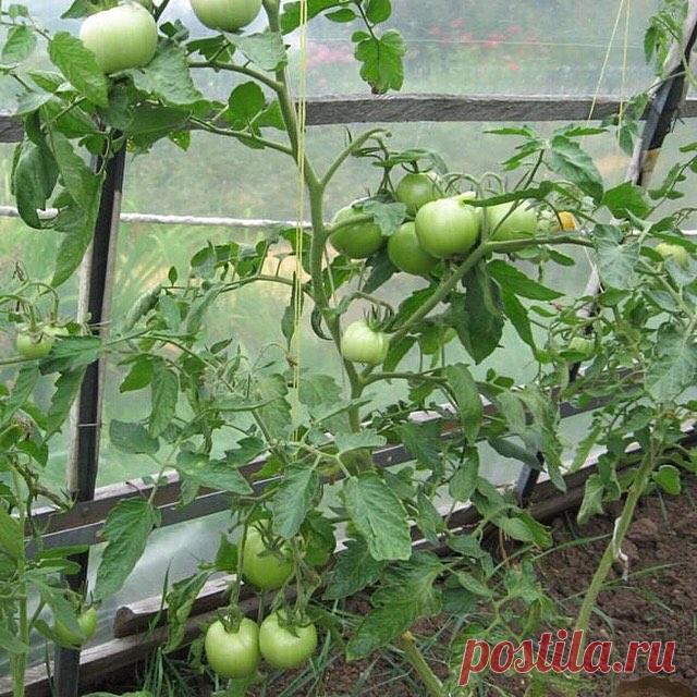 (1) Огород и дача.