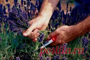 Май — на целебные травы урожай. Особенности сбора лечебных растений Май поражает богатством трав и соцветий. Именно в этом месяце многие растения приобретают лечебные свойства, напоенные соками пробудившейся после зимы земли. Это объяснение, скажем так,с точки зрения …