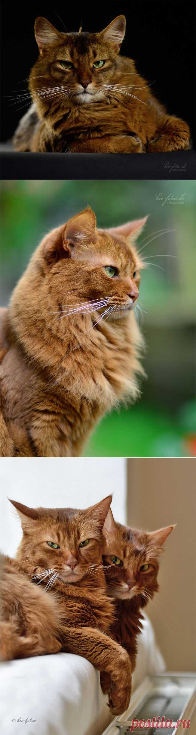 Красивые кошки от Kio Katzenfotos.