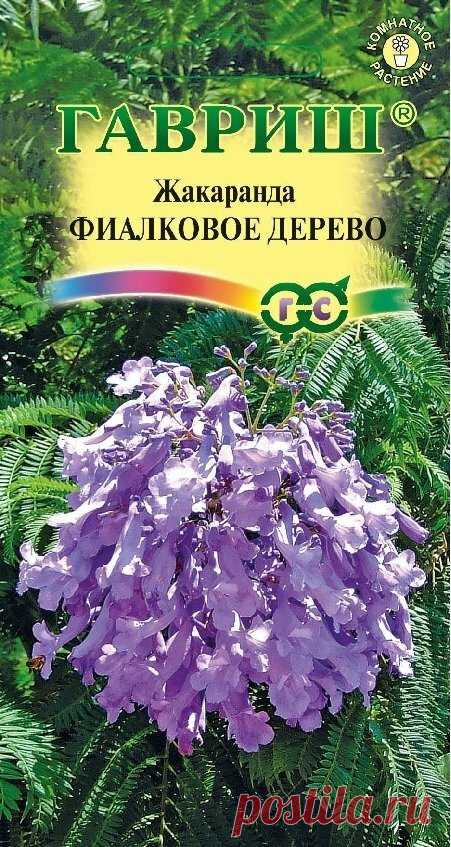 Фиалковое дерево на подоконнике | ЗЕЛЕНЫЙ МИР С ЕЛЕНОЙ | Яндекс Дзен