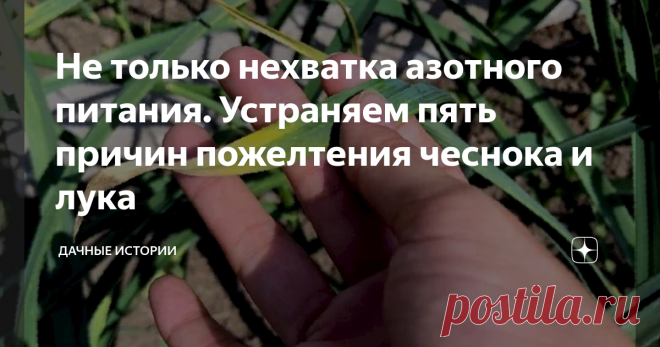 Не только нехватка азотного питания. Устраняем пять причин пожелтения чеснока и лука Добрый день, дорогие друзья, садоводы и огородники! Приветствую вас на канале 