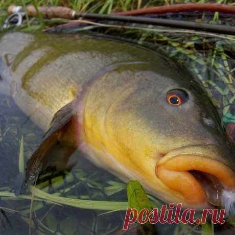 Ловля линя в июле