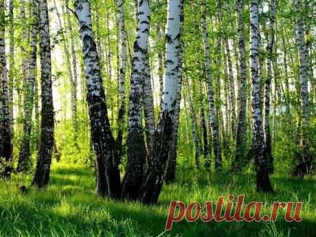 (27) Одноклассники