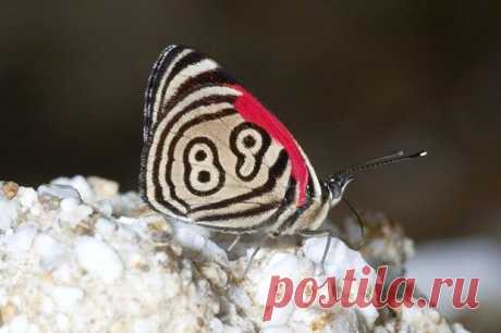 Удивительно. Бабочка с №89.