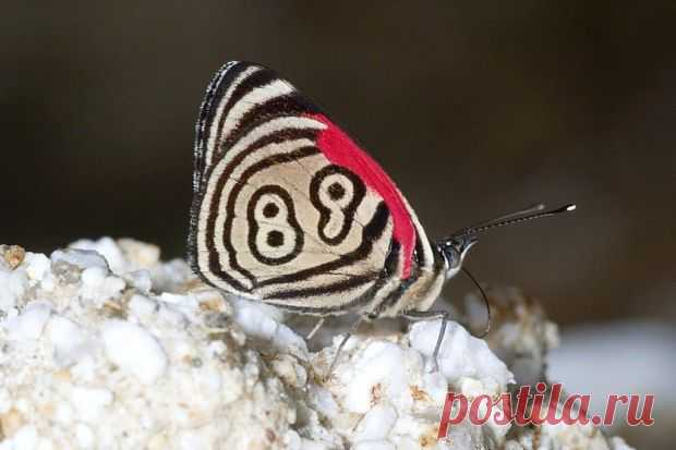 Удивительно. Бабочка с №89.