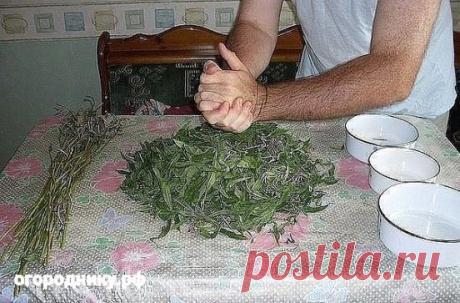 Заготовка Иван-чая. Личный опыт из поселения
Где-то прочитал информацию, что в 19 веке Копорский чай или Иван-чай поставлялся русскими купцами на экспорт в Европу в огромных количествах и очень высоко в Европе ценился. Да и наши пра-прадедушки и прабабушки сидя за столом с самоваром, наверняка пили не черный индийский, а этот замечательный, исконно русский чай. Захотелось возродить традицию приготовления Копорского чая, и вот, решив попробовать приготовить чай своими руками, хочу поделиться сво