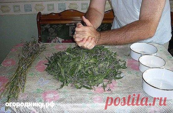 Заготовка Иван-чая. Личный опыт из поселения
Где-то прочитал информацию, что в 19 веке Копорский чай или Иван-чай поставлялся русскими купцами на экспорт в Европу в огромных количествах и очень высоко в Европе ценился. Да и наши пра-прадедушки и прабабушки сидя за столом с самоваром, наверняка пили не черный индийский, а этот замечательный, исконно русский чай. Захотелось возродить традицию приготовления Копорского чая, и вот, решив попробовать приготовить чай своими руками, хочу поделиться сво