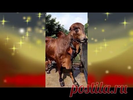 Верблюд — это лошадь, спроектированная комиссией 😺 🙉 🐺