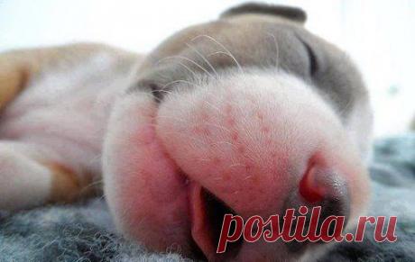 Разве он не пупсик ?)