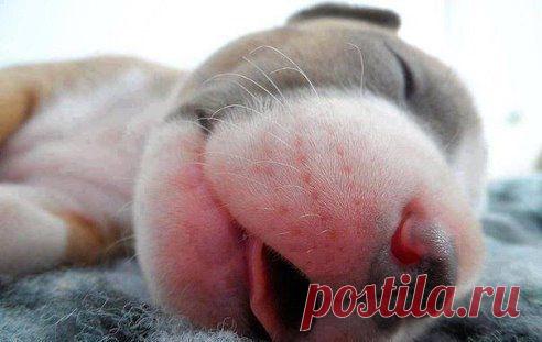 Разве он не пупсик ?)