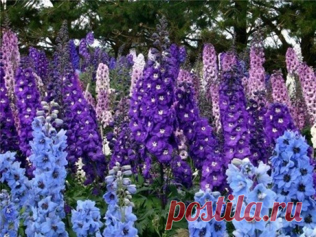Дельфиниум - Садоводка